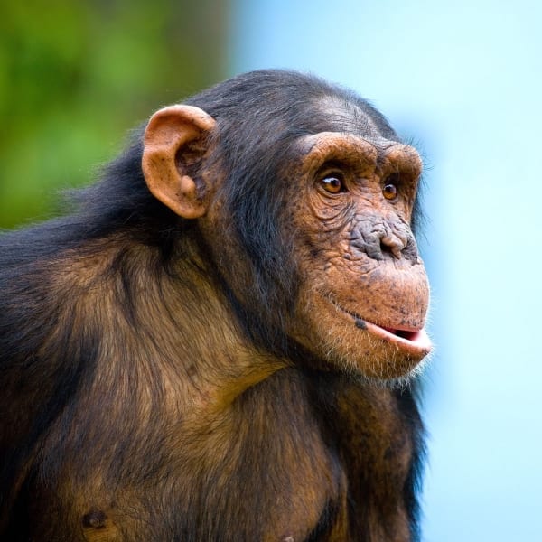 chimpansee con-khi kijkt in de verte