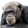 chimpansee jimmy kijkt recht in de de ogen