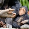 Jonge chimpansee Izzy is één jaar oud relaxt bij moeder Bieke